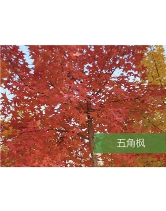 標(biāo)題：?jiǎn)坦嗄?瀏覽次數(shù)：1550
發(fā)表時(shí)間：2020-10-17