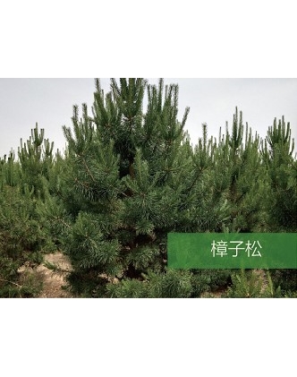 標(biāo)題：?jiǎn)坦嗄?瀏覽次數(shù)：1534
發(fā)表時(shí)間：2020-10-17