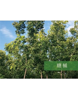標(biāo)題：喬灌木
瀏覽次數(shù)：2206
發(fā)表時間：2020-10-17