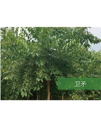 標(biāo)題：喬灌木
瀏覽次數(shù)：2162
發(fā)表時間：2020-10-17