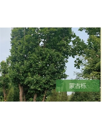 標(biāo)題：喬灌木
瀏覽次數(shù)：2144
發(fā)表時間：2020-10-17