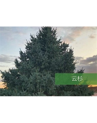 標(biāo)題：喬灌木
瀏覽次數(shù)：2209
發(fā)表時間：2020-10-17