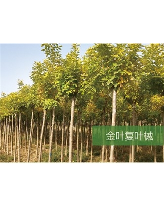 標(biāo)題：喬灌木
瀏覽次數(shù)：2006
發(fā)表時間：2020-10-17